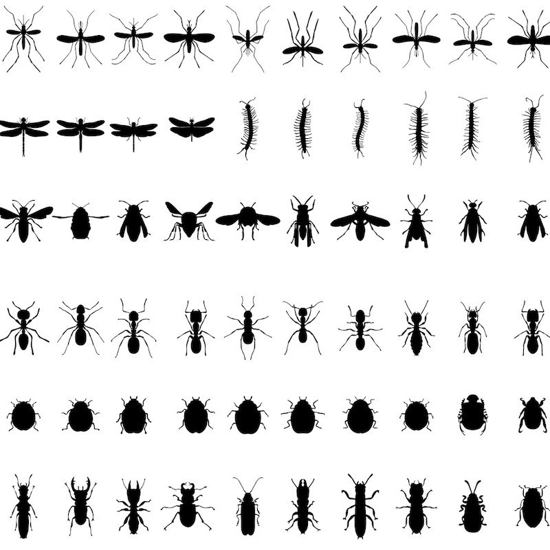 黒い小さい虫の正体と駆除方法！長細い・飛ばないなどの特徴も タスクル