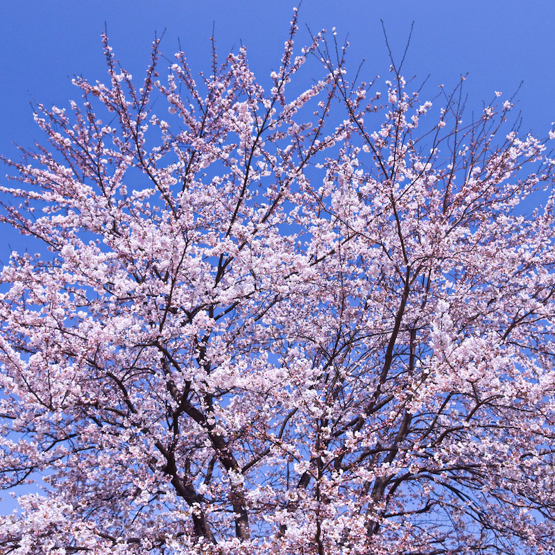 桜の木や枝につく虫 害虫3つと駆除方法 つかないための対策も タスクル