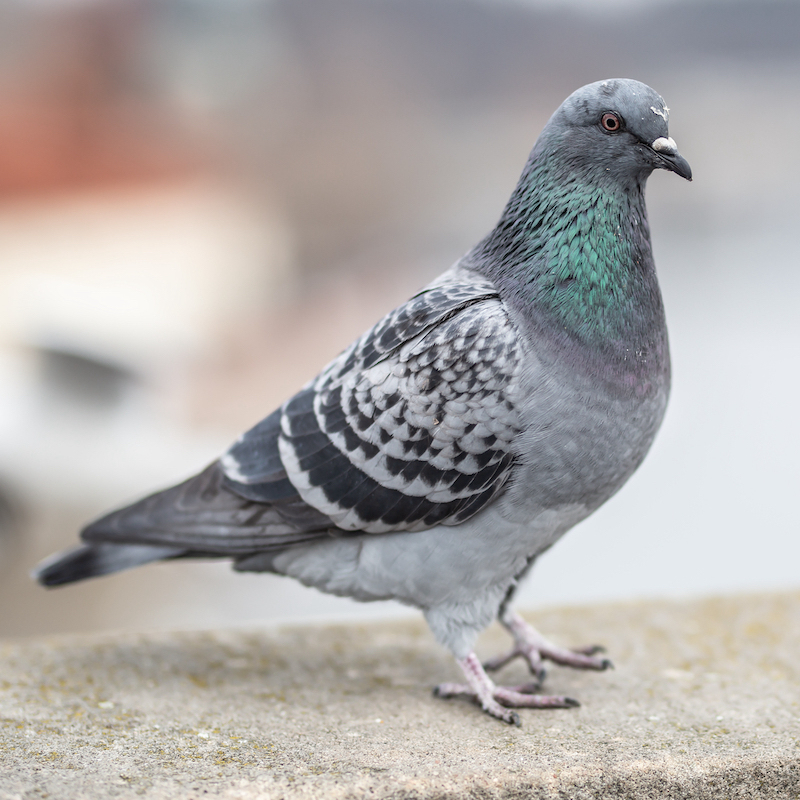 鳩対策にはカビキラーが効くって本当 鳩が来なくなる対策方法も タスクル