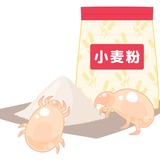 黒い小さい虫の正体と駆除方法 長細い 飛ばないなどの特徴も タスクル