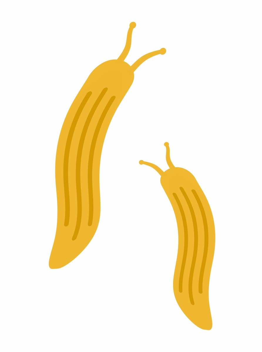 ナメクジはどこから来るの 侵入経路 予防法 退治法を解説 タスクル