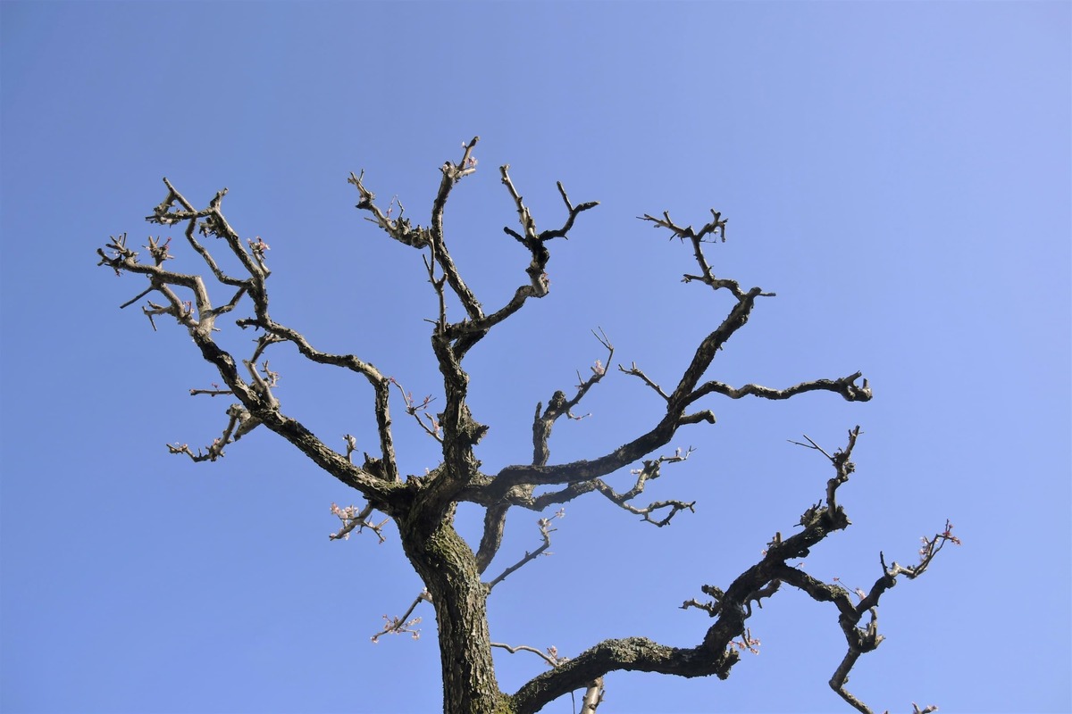 木を枯らす方法は3つ 根を枯らす方法とやってはいけないｎｇ方法も紹介 タスクル
