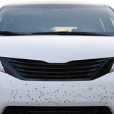 赤いクモみたいな虫 タカラダニ の特徴6つ 小さくても毒はある プロ監修 タスクル