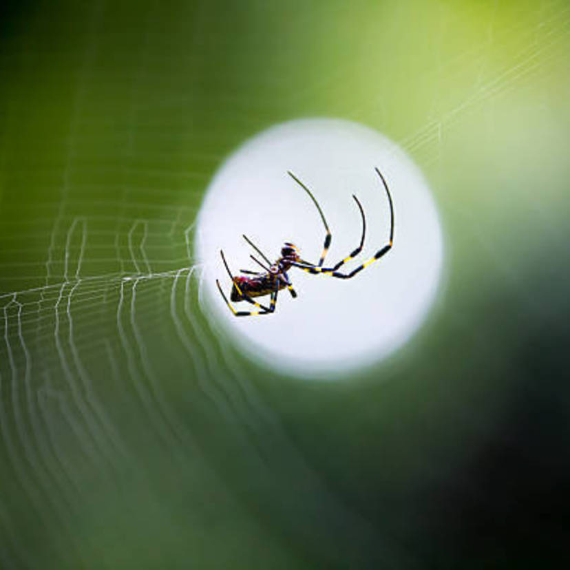 蜘蛛を手軽に退治する駆除方法8選 蜘蛛の種類も プロ監修 タスクル