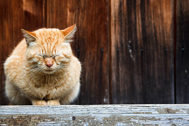 野良猫は駆除できる 対策方法9個 猫の習性を知って被害を防止 タスクル