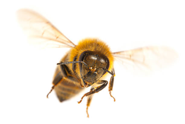 蜂の種類４つの見分け方 特徴と危険度を徹底的にまとめてみた タスクル