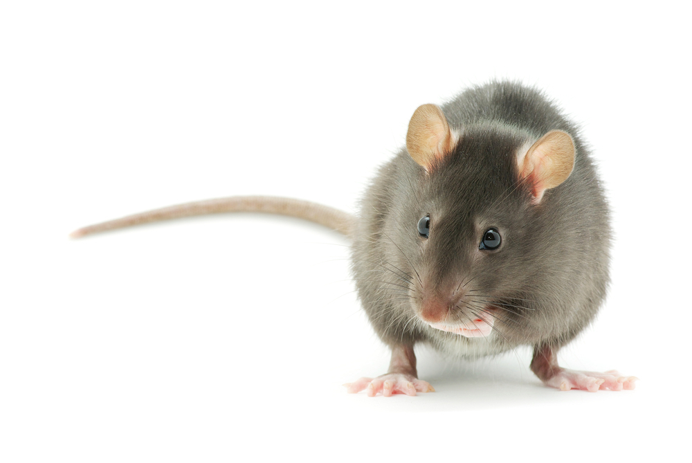 ネズミの音 屋根裏にいるネズミを退治する駆除方法5つ タスクル