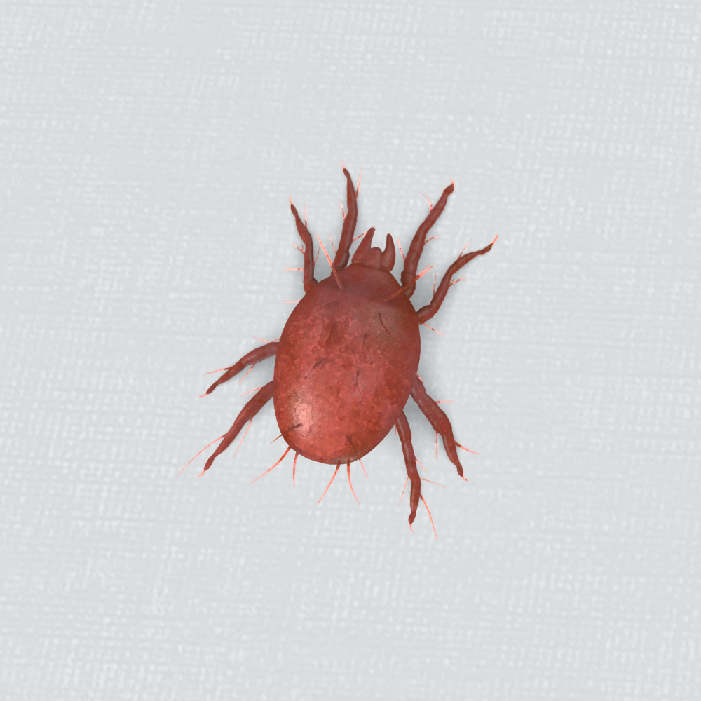 小さい クモ 赤い 「赤い小さい虫」は何？大量にコンクリートで見かける彼らの正体はダニ？！