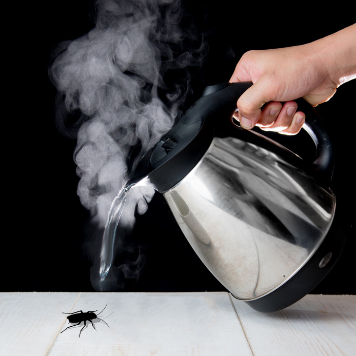 ゴキブリは熱湯で瞬殺 熱湯をどれくらいの温度や量で当てたら死ぬ タスクル