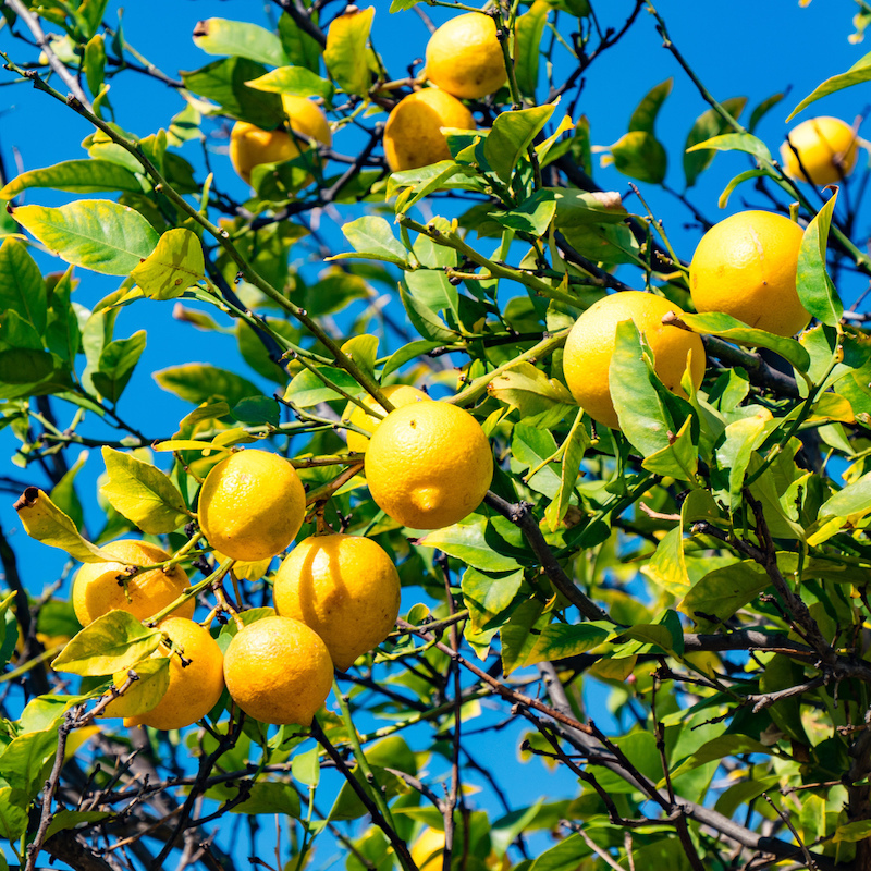 レモンの木の剪定方法 正しい時期やコツ 年次ごとの剪定法も タスクル