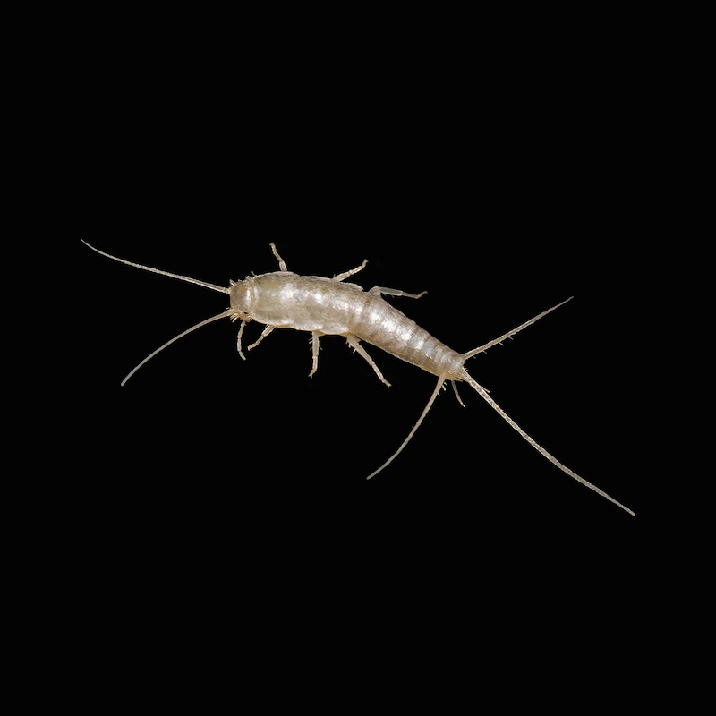 紙魚（シミ）という虫の駆除方法・予防策4個｜殺虫剤・ラベンター以外に効くものとは？ | タスクル