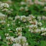 ドクダミの完全な駆除対策方法7つ 除草剤を使用しない方法も プロ監修 タスクル