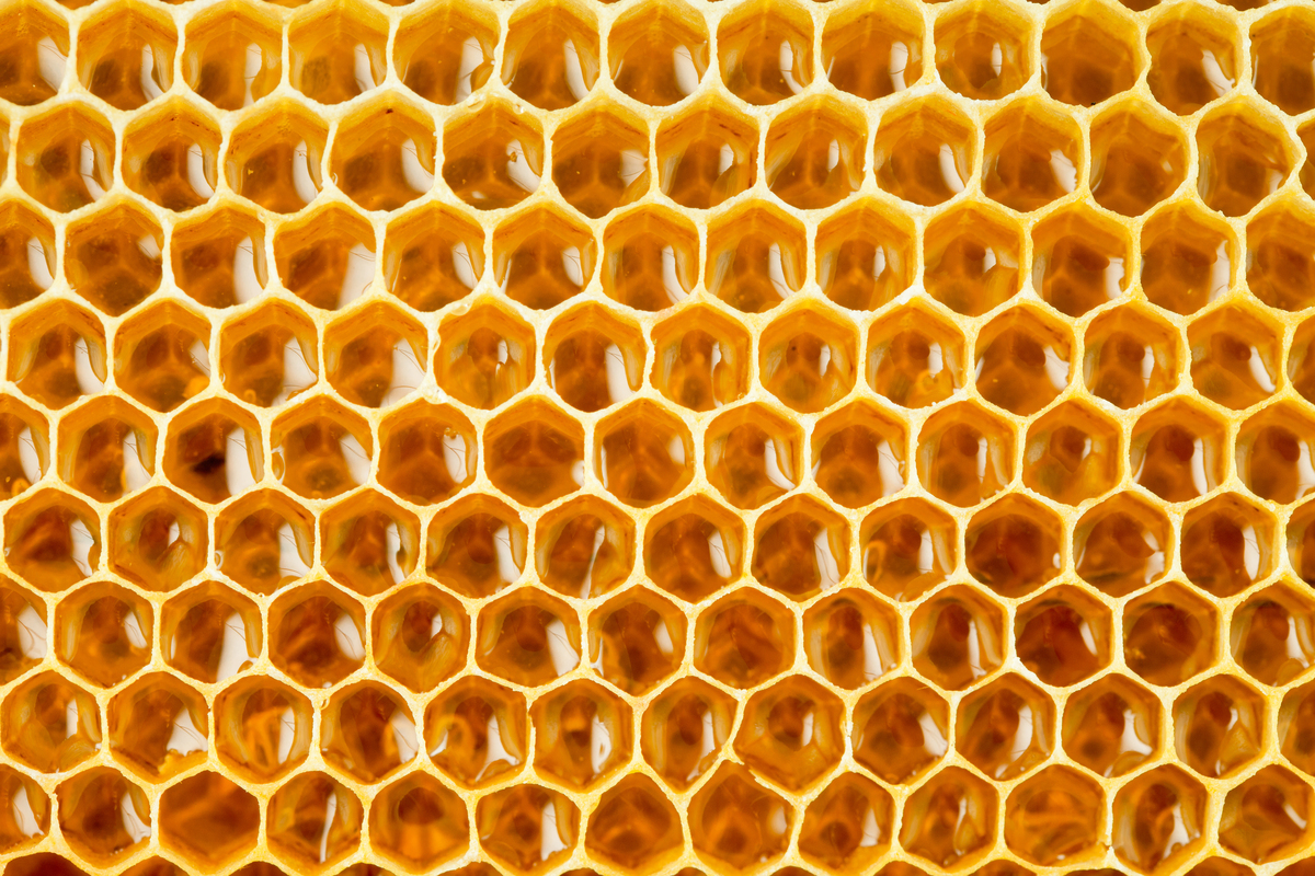 スズメバチの蜂の巣を自分で安全に駆除する方法6ステップ プロ監修 タスクル
