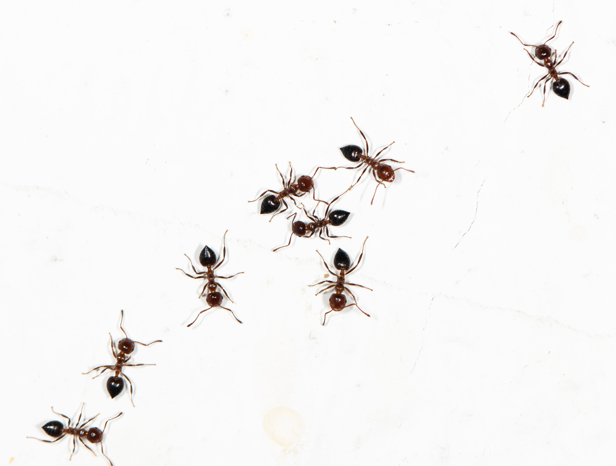 蟻 に 噛ま れ た 跡 画像 虫刺されの種類 症状画像まとめ その虫刺されはダニ ノミ ブヨ Amp Petmd Com
