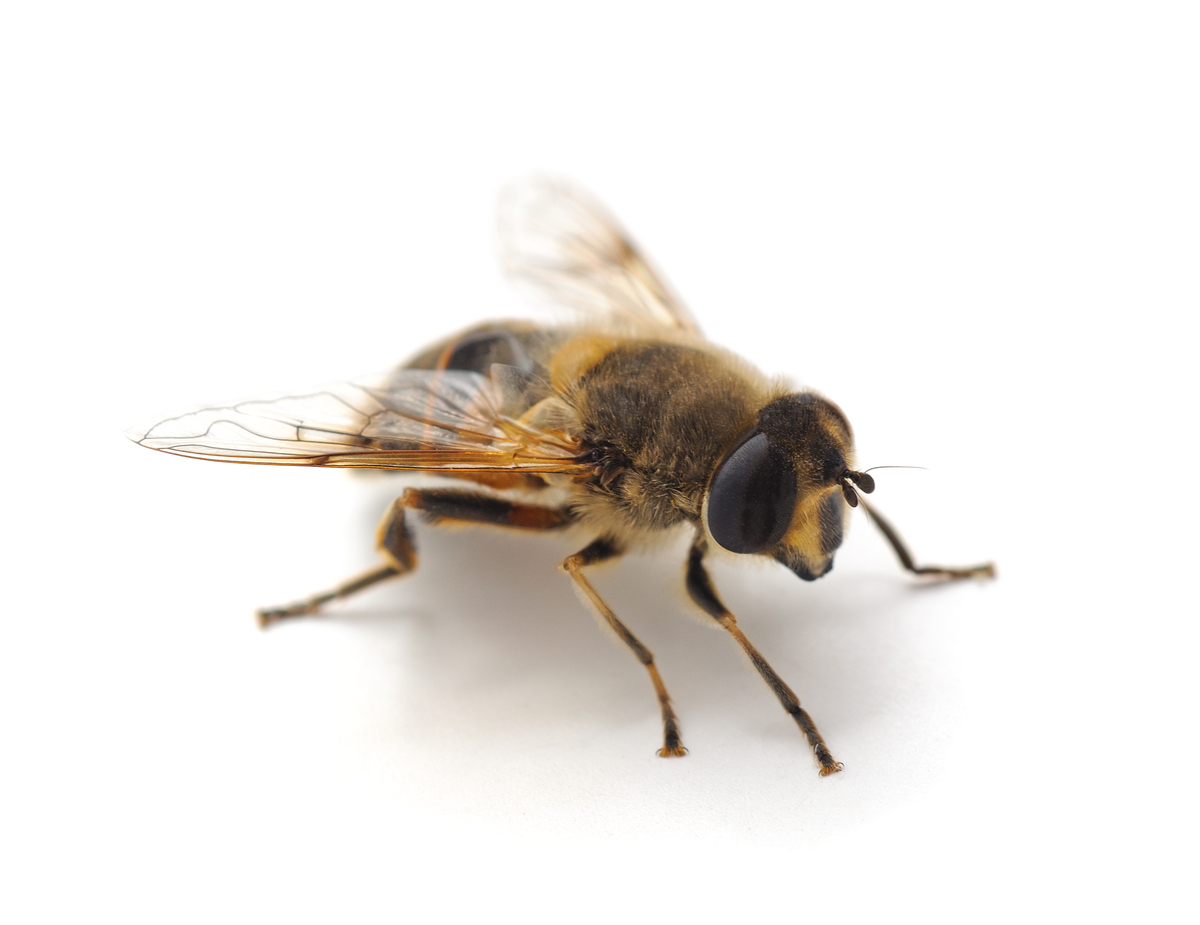 蜂の種類４つの見分け方 特徴と危険度を徹底的にまとめてみた タスクル