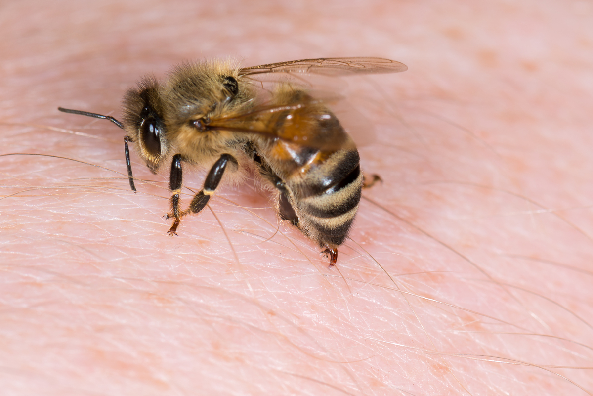 蜂の種類４つの見分け方 特徴と危険度を徹底的にまとめてみた タスクル