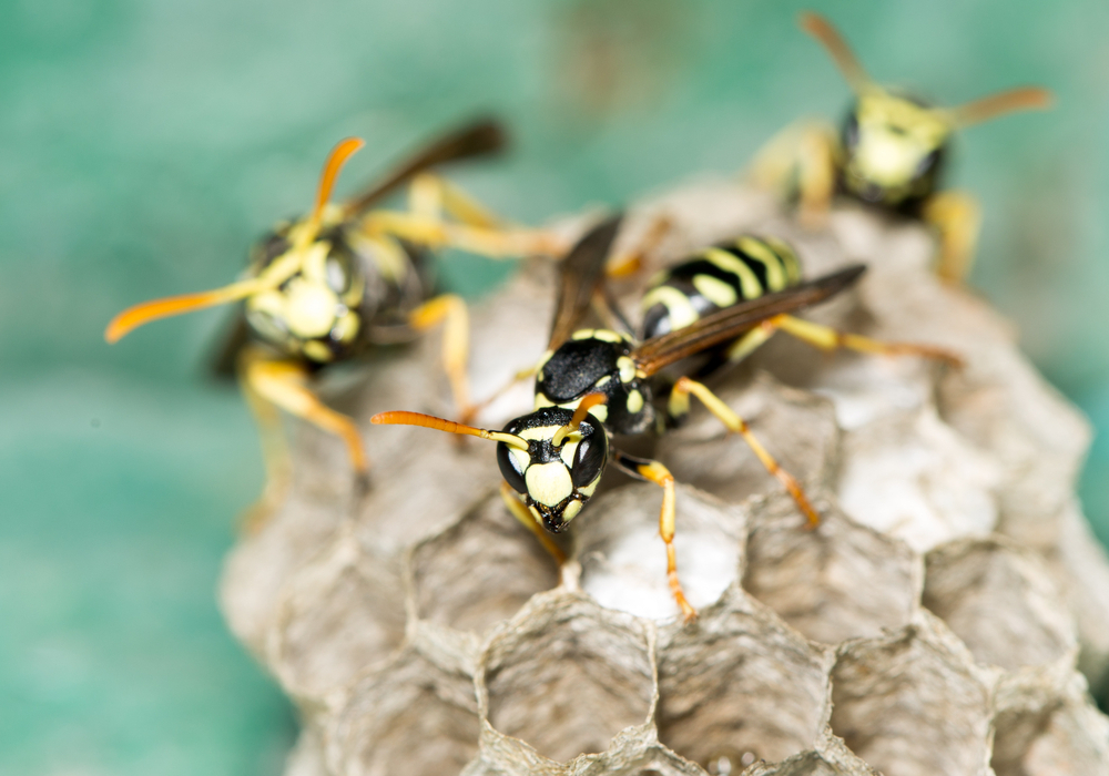 スズメバチは9種類もいる 見分け方と駆除方法 タスクル