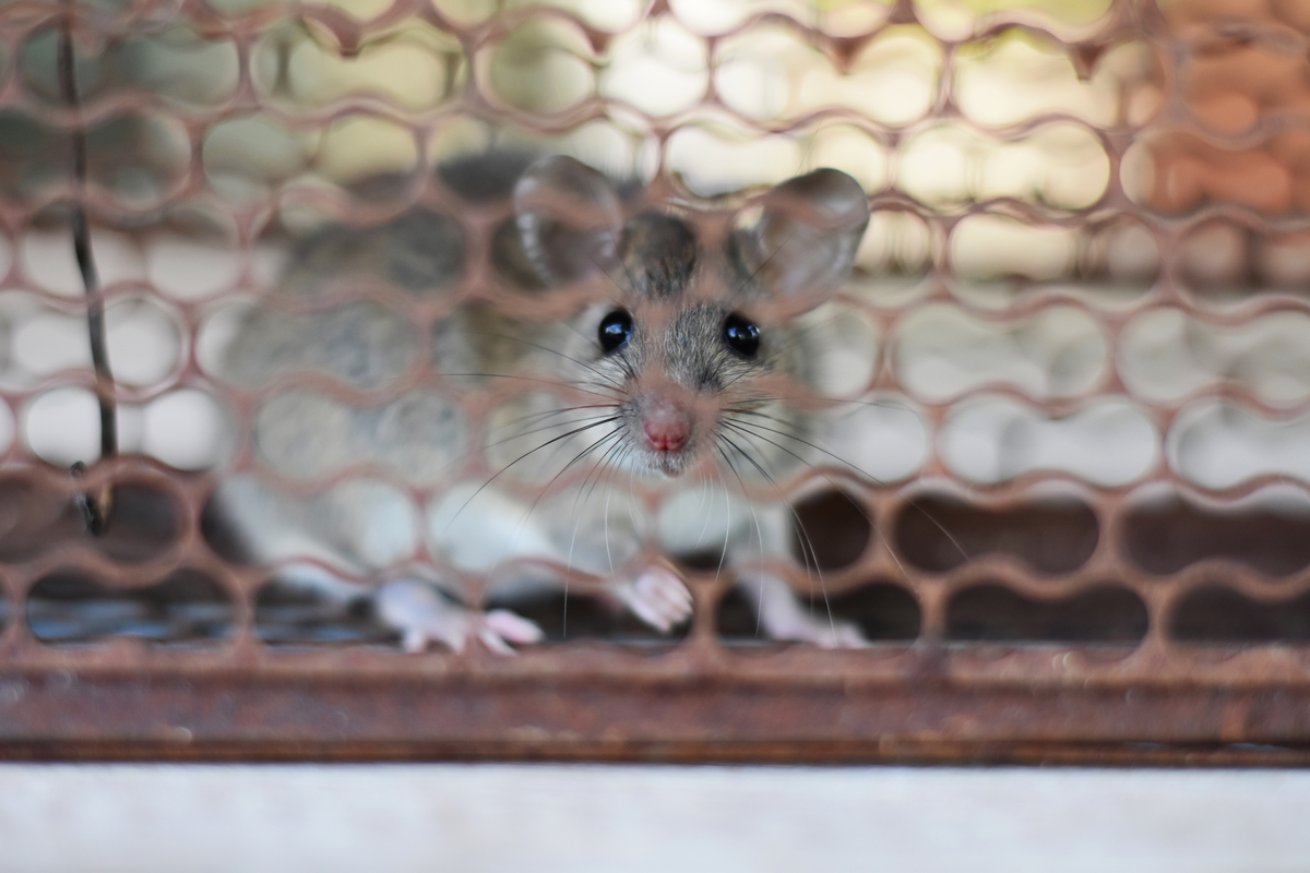 ネズミの音 屋根裏にいるネズミを退治する駆除方法5つ タスクル