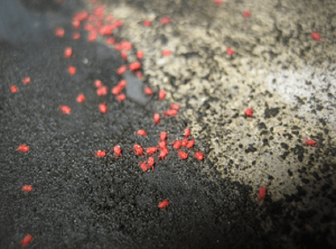 小さい クモ 赤い ベランダに赤い小さい虫が大量発生！？その正体に迫ります！｜生活110番ニュース