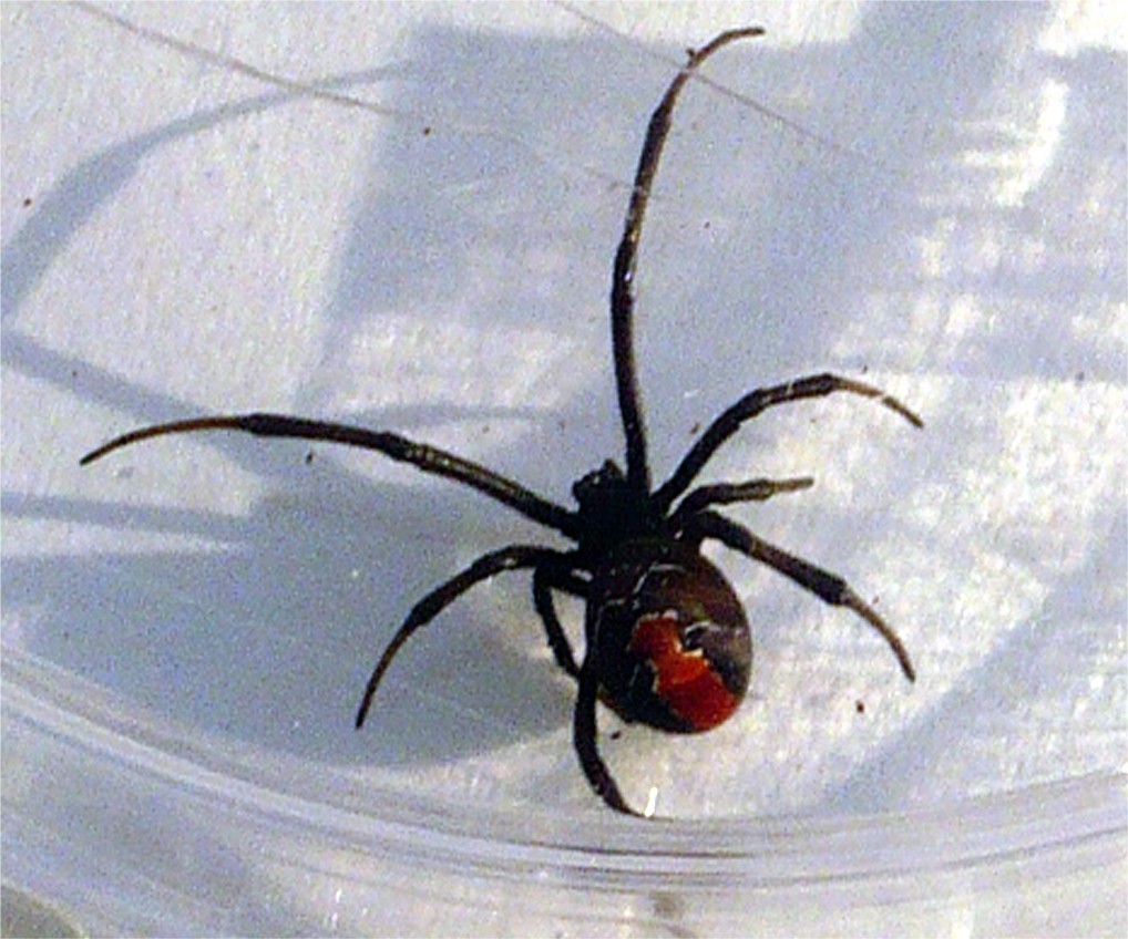 赤いクモみたいな虫 タカラダニ の特徴6つ 小さくても毒はある プロ監修 タスクル