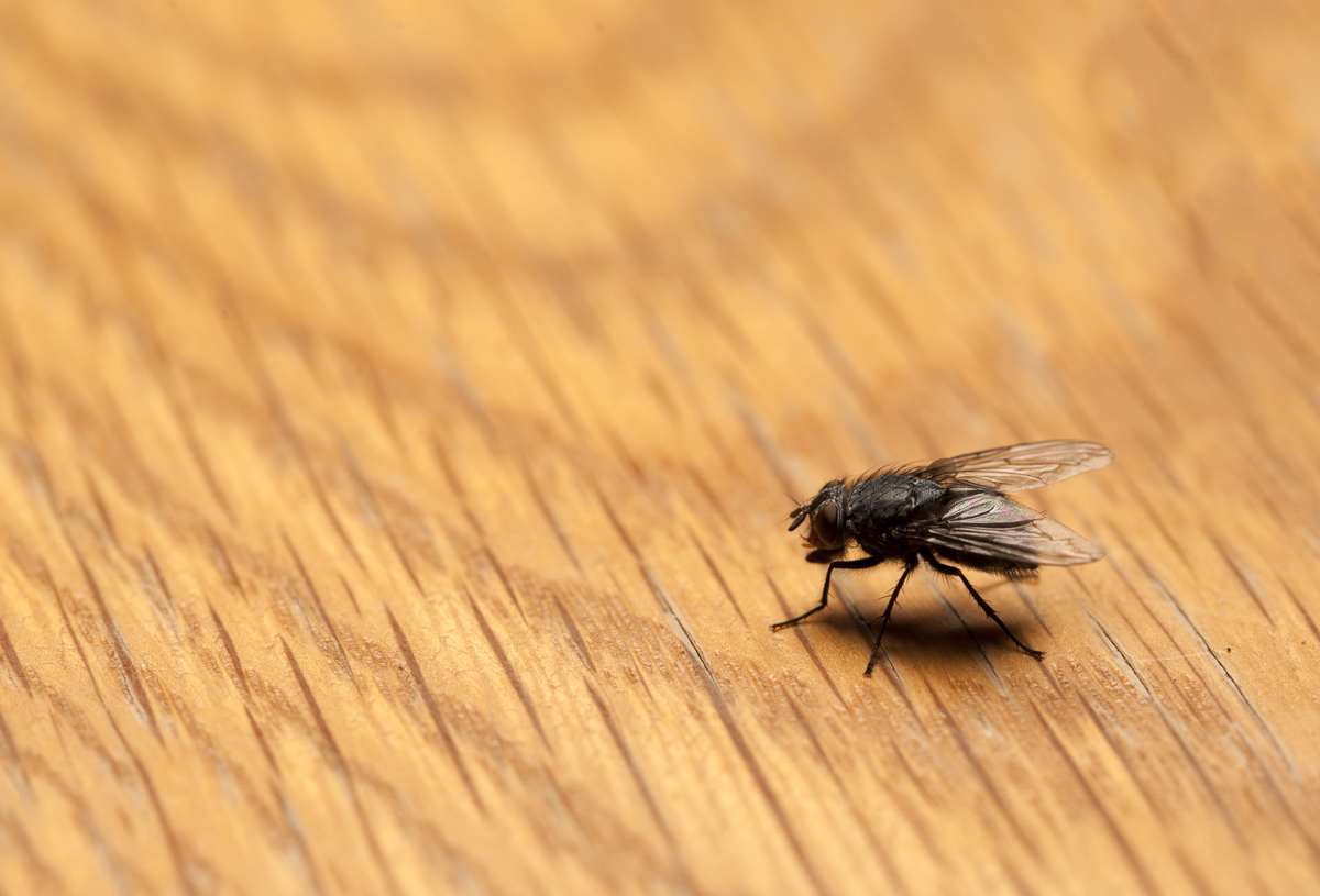 ハエのおすすめ駆除方法8つ 蚊取り線香やペットボトルで退治できる タスクル