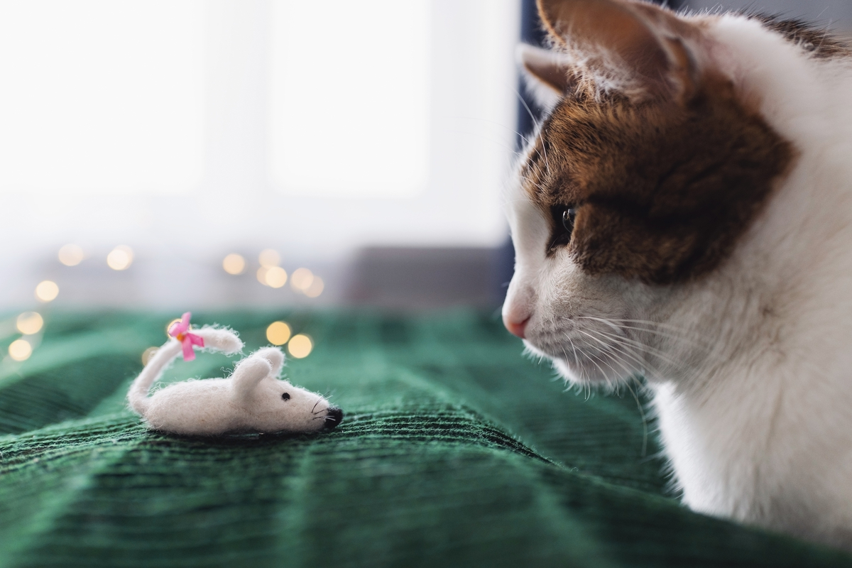 家ネズミの種類と出る原因は 家から追い出す対処方法10個 タスクル