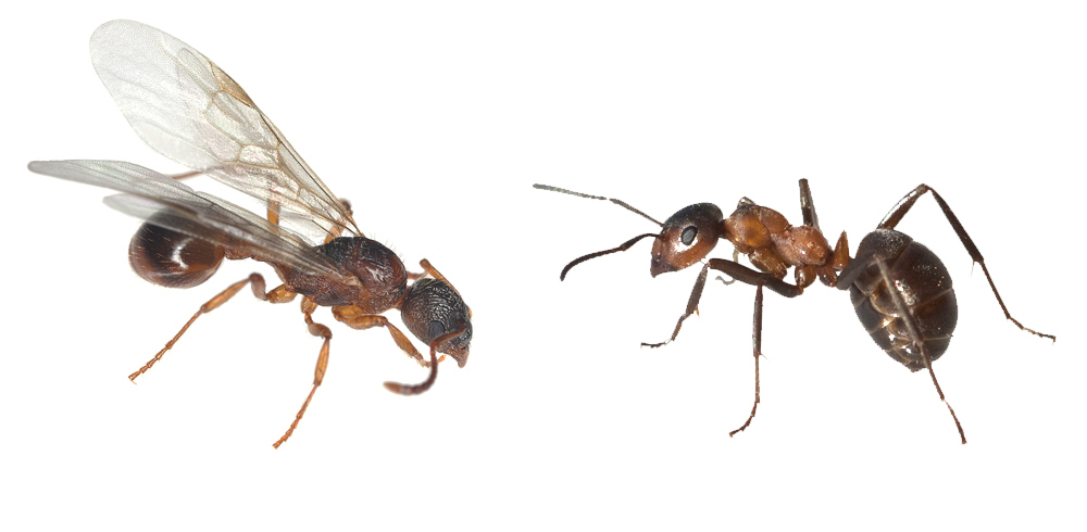 アリ 違い 羽 の と シロアリ 羽蟻とシロアリの違いとは？見分け方や対策方法を紹介