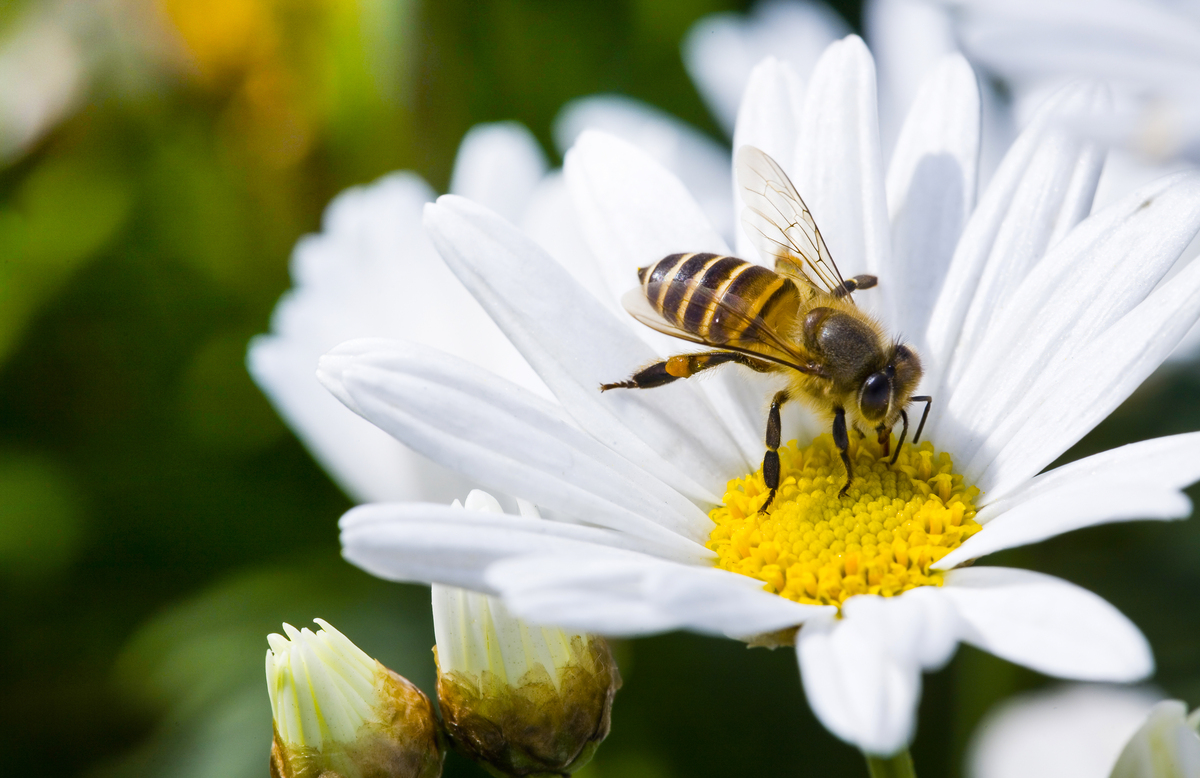 蜂の退治方法を種類別に解説 自分で退治する方法は タスクル