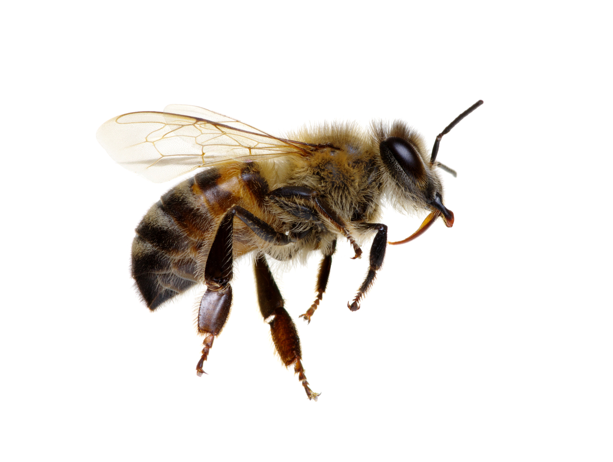 蜂の退治方法を種類別に解説 自分で退治する方法は タスクル