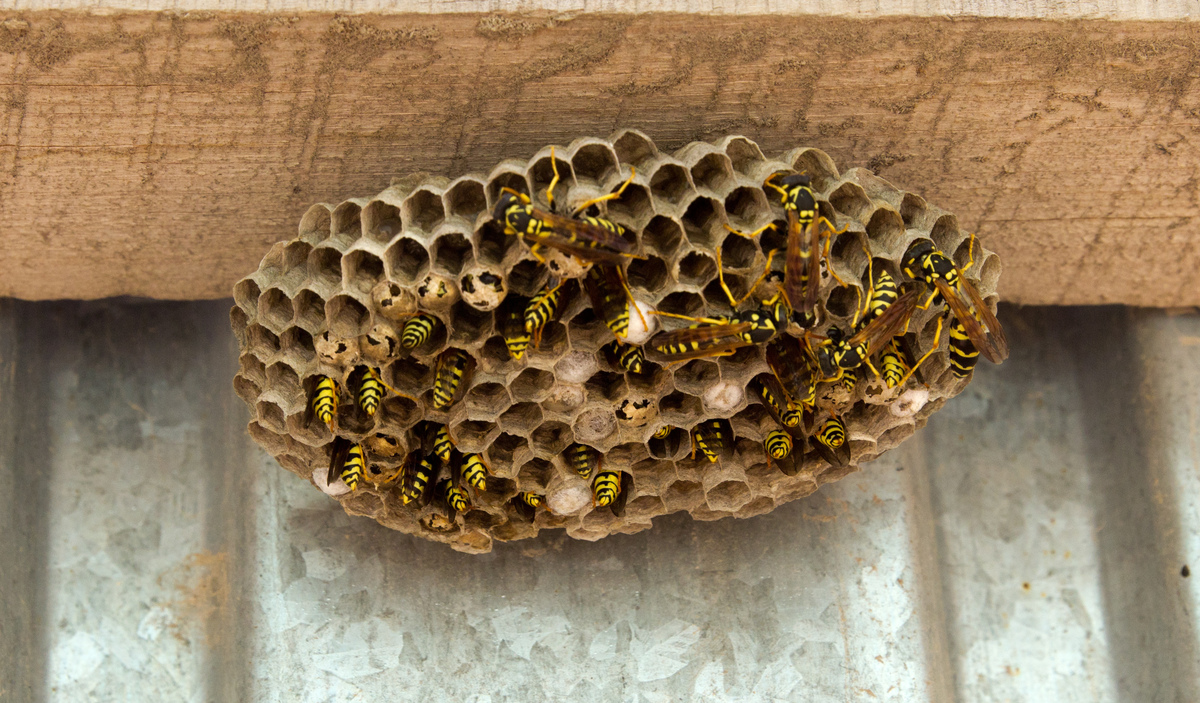 蜂の巣の種類4つと特徴！アシナガバチ・スズメバチなどの巣の見分け方と対処法5つ！ | タスクル