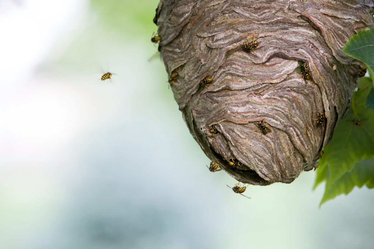 蜂の巣の種類4つと特徴 見分け方 見つけた後の対処方法 タスクル