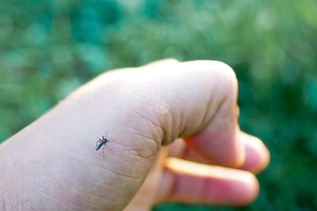 蚊の種類8つと生態 感染症の危険はある タスクル