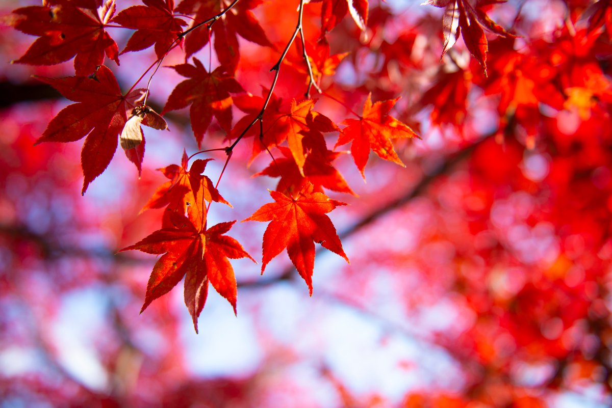 カメムシの予防対策14個 家のベランダや窓など場所別 プロ監修 タスクル