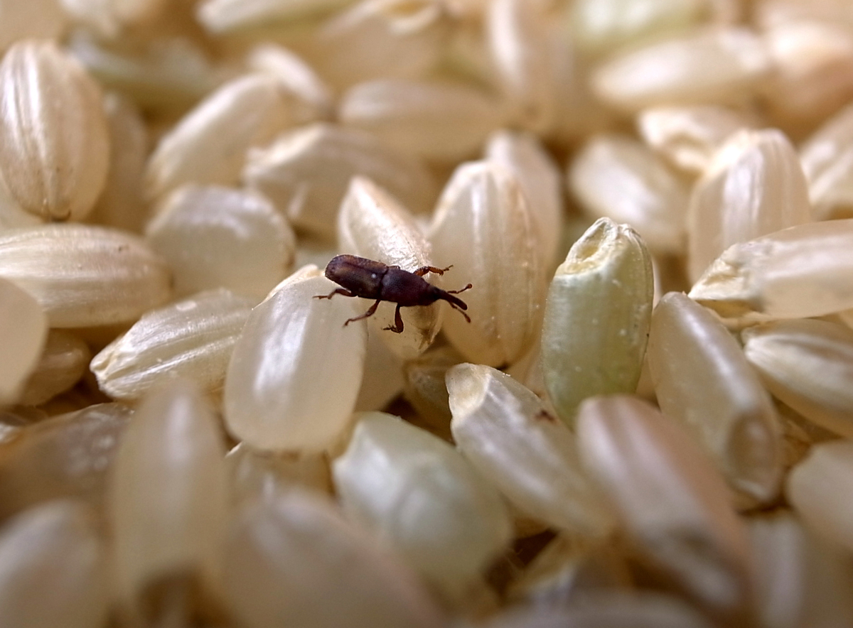 コクゾウムシの駆除方法4個と予防対策 お米にいる虫の正体とは タスクル