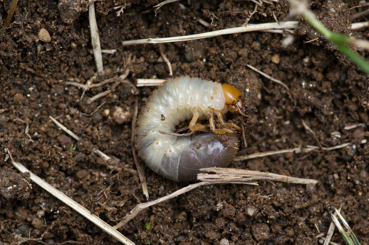 コガネムシの駆除方法8個 幼虫にも注意 大量発生させないためには タスクル