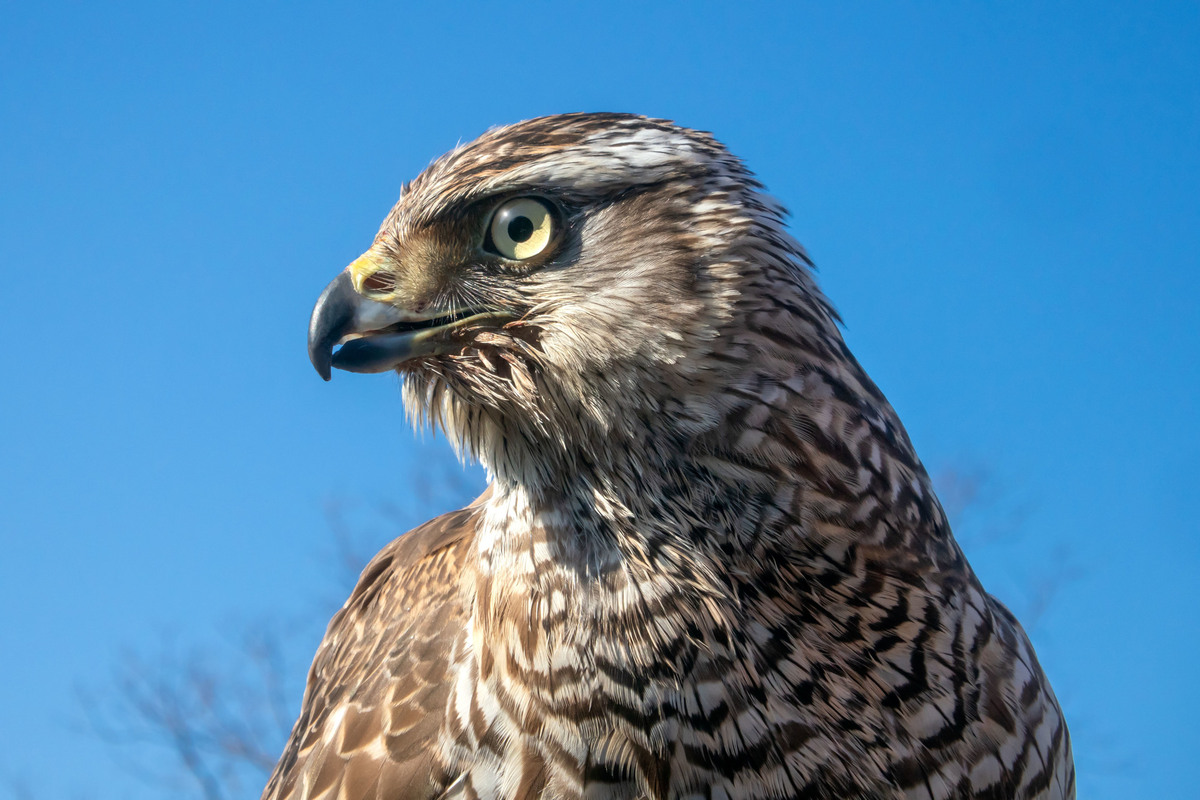 カラスの天敵の動物はなに 鳴き声の特徴や駆除方法も解説 タスクル