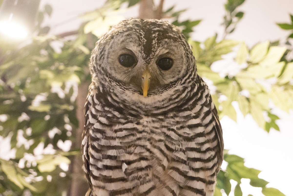 カラスの天敵の動物はなに 鳴き声の特徴や駆除方法も解説 タスクル