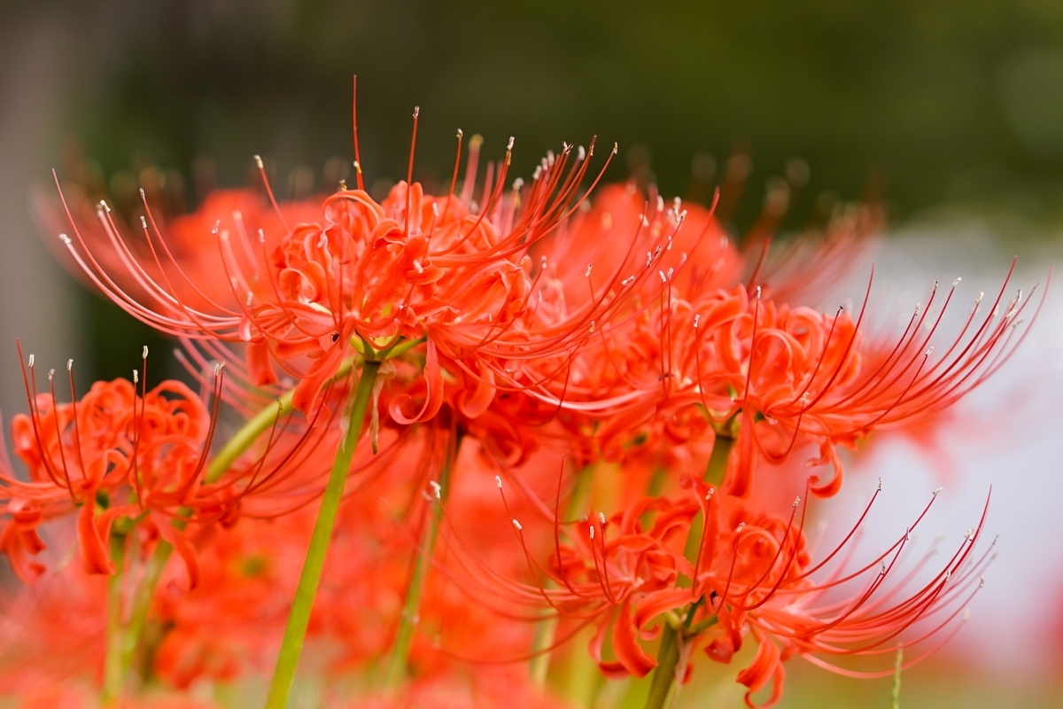 モグラが嫌いな植物は？