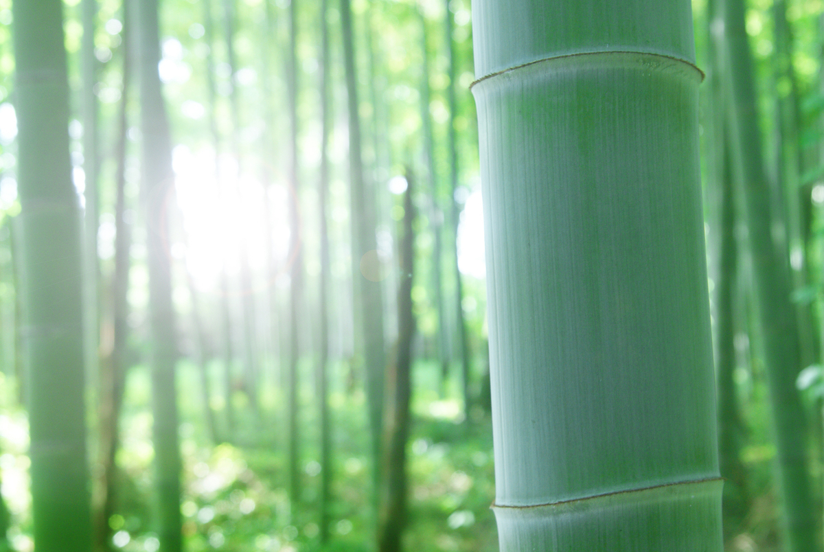 竹の駆除方法4つ 除草剤は効果アリ 業者依頼時の費用も タスクル