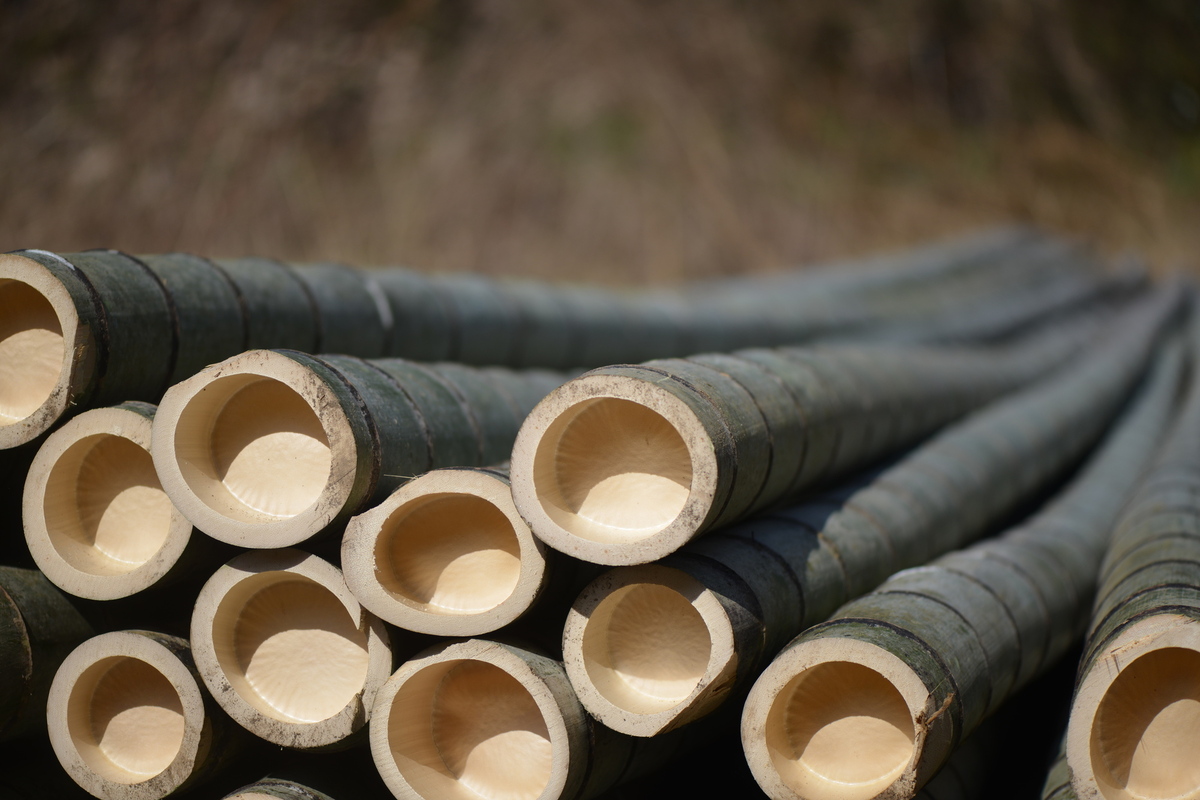 竹の駆除方法4つ 除草剤を使うコツや駆除に適した時期 業者の費用相場も解説 タスクル