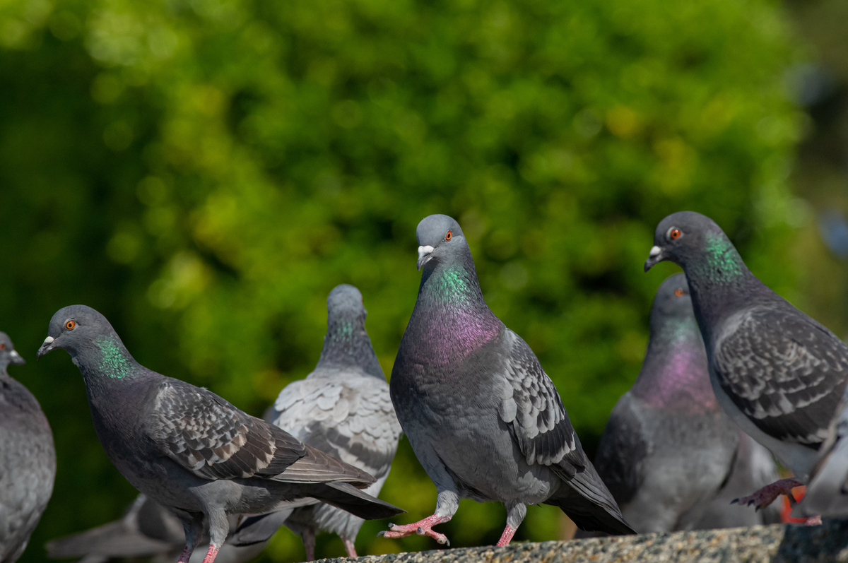 鳩のフンの掃除の仕方 注意点を紹介 業者を呼ぶ前にできること タスクル