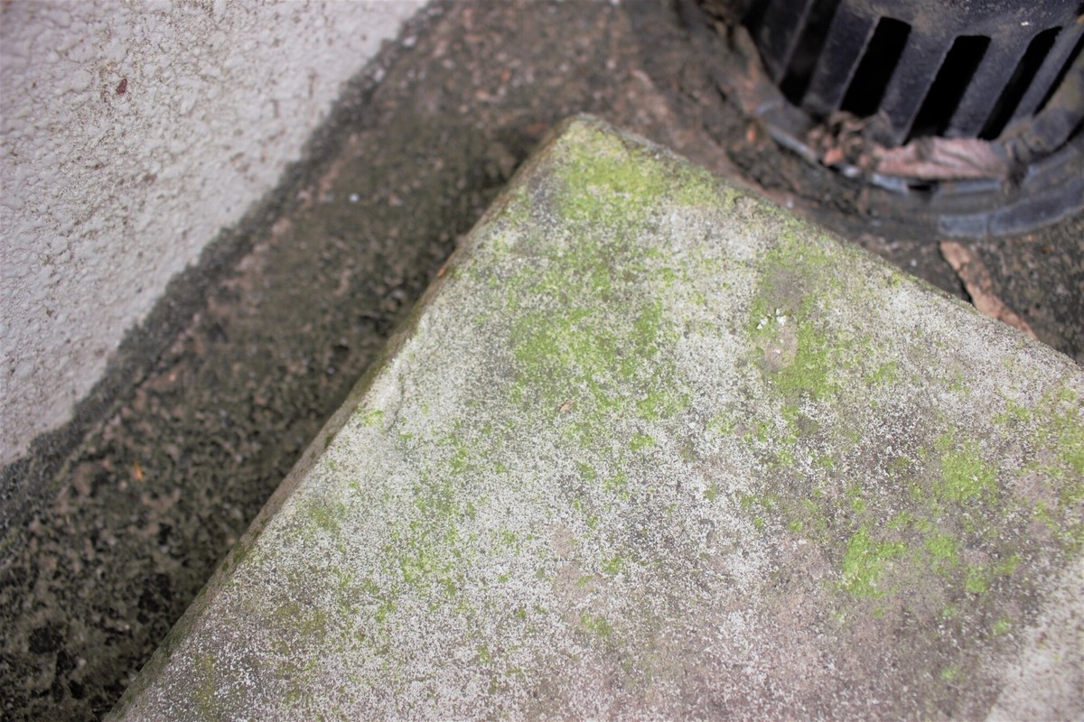 コンクリートに生えた苔の除去方法4つ 苔の生える原因や対策も タスクル