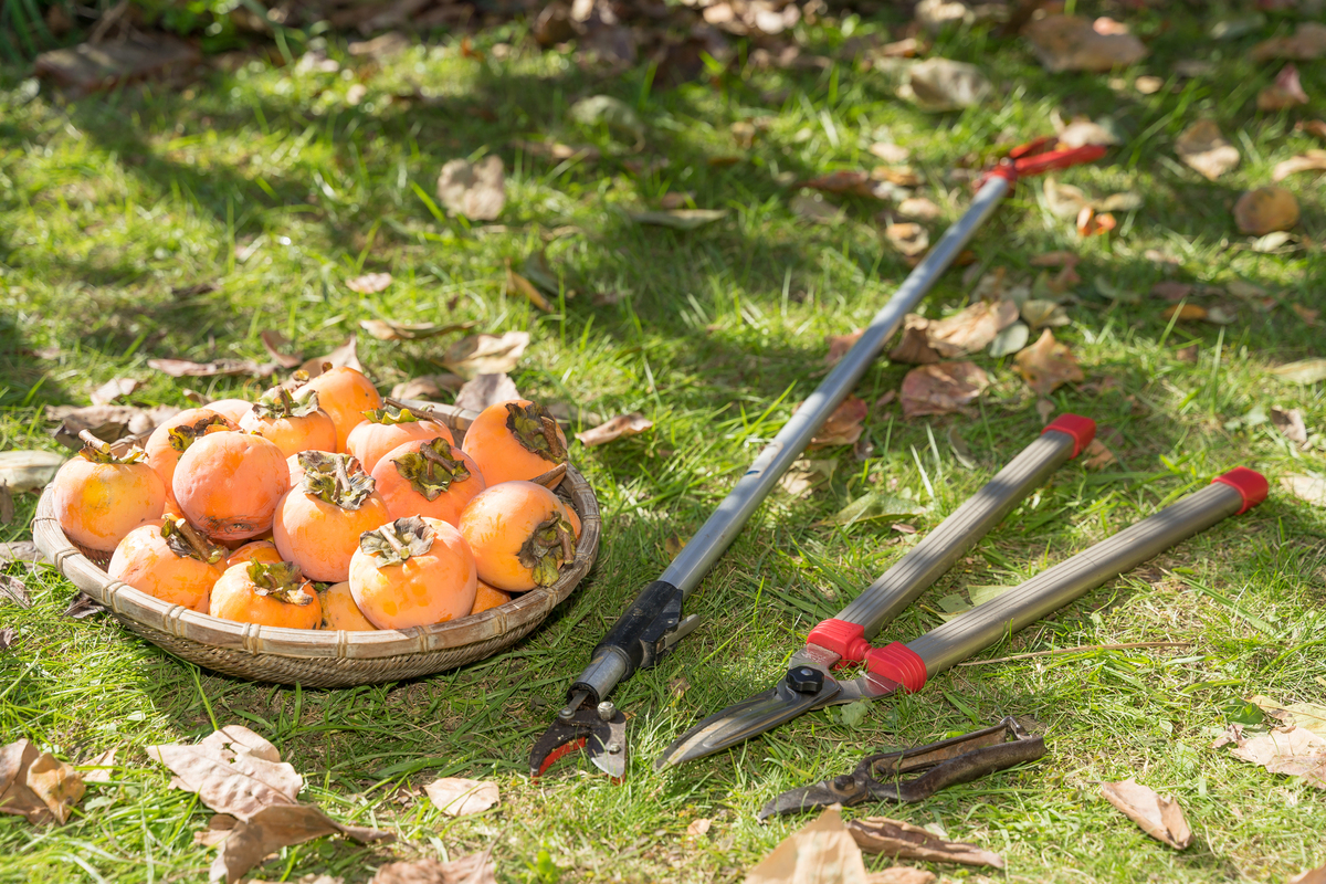 柿の剪定方法 適切な剪定時期はいつ 5つの注意点とコツも タスクル