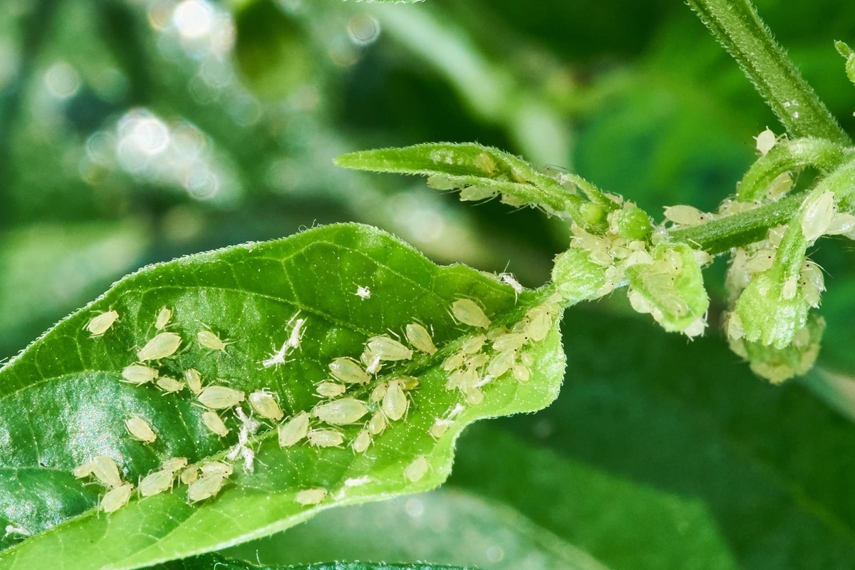なぜ 観葉植物に虫 予防対策と駆除方法10個 虫がわかない植物まで徹底解説 タスクル
