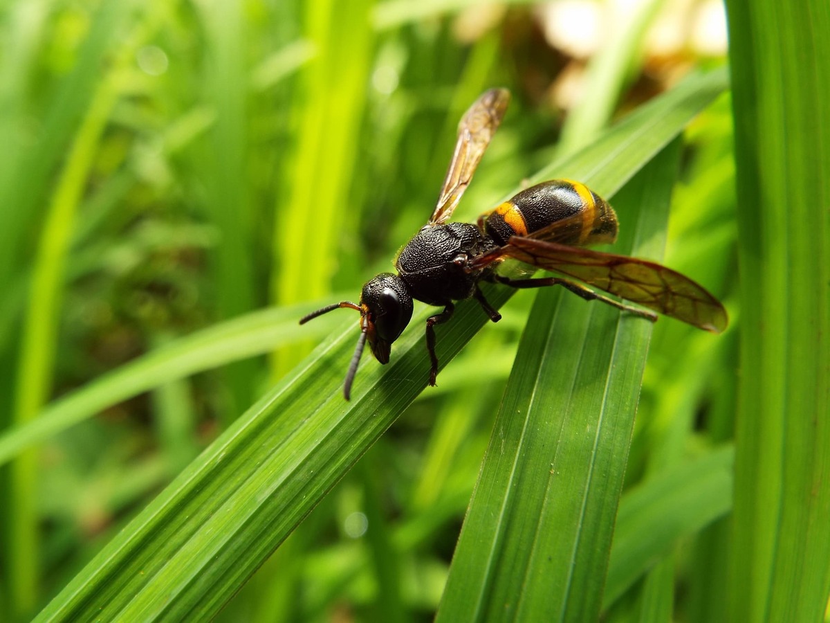 黒い蜂みたいな虫はキケン 遭遇したときの対処法や駆除方法 予防策も タスクル